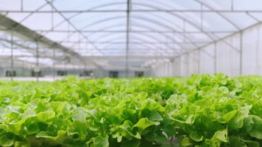 4K yavaş taşınan yeşil ev sebzesi hidroponik çiftlikte yetişiyor tazelik ve yeşillik sağlıklı gıda