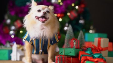 Şirin beyaz kucak köpeği Noel süsleri ve hediye kutuları arasında rahatla.