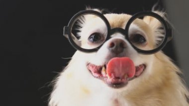 Siyah gözlüklü sevimli, uzun kahverengi saçlı chihuahua. İnek tarzı koyu renkli siyah zemin.