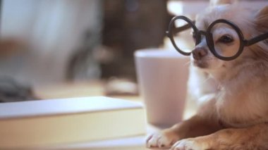 İnek Chihuahua kıdemli köpeği gözlük takıyor dizüstü bilgisayarla sıkı çalışıyor ve ev hayvanlarında bir yığın kitap çalışıyor.