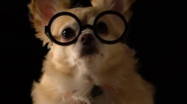 Siyah gözlüklü sevimli kahverengi chihuahua. İnek tarzı koyu siyah zemin.