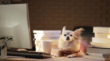 İnek Chihuahua kıdemli köpeği gözlük takıyor dizüstü bilgisayarla sıkı çalışıyor ve ev hayvanlarında bir yığın kitap çalışıyor.