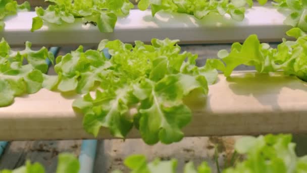 4k在水栽农场生长的速度慢、手持式绿屋蔬菜新鲜环保健康食品 — 图库视频影像