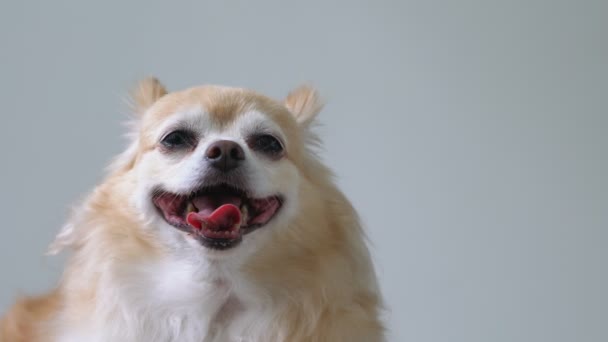 Brown friendly chihuahua dog close up white wall background — Stock Video