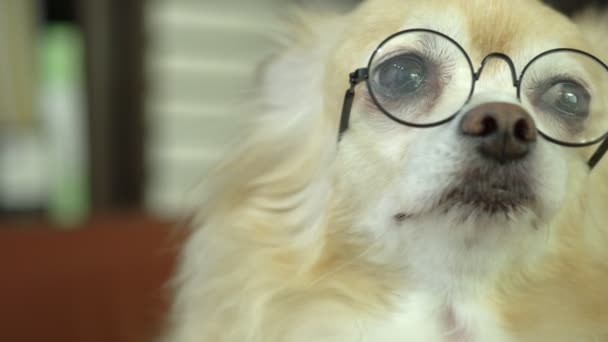 Χαριτωμένο καστανά μαλλιά chihuahua ευτυχία φορώντας γυαλιά πρόθεση να έξυπνο αστείο κατοικίδιο ζώο έννοια — Αρχείο Βίντεο
