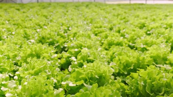 4k verduras de invernadero de mano lenta creciendo en una granja hidropónica frescura y vegetación alimentos saludables — Vídeos de Stock