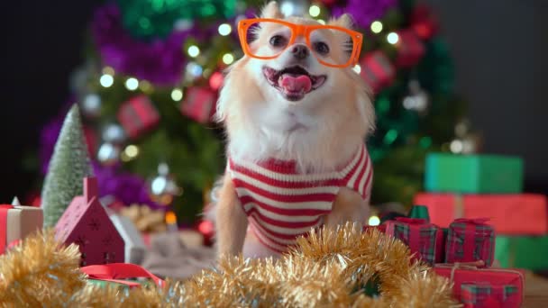 Cute white brown tiny lapdog sit relax in christmas festive decorating items and present boxes christmas tree background — Stock Video