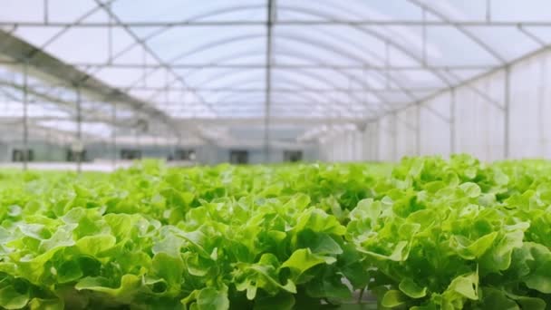 4k langzame handheld groene huis groente groeien in een hydrocultuur boerderij frisheid en groen gezond voedsel — Stockvideo