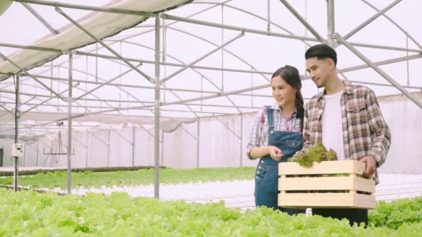 4k langzame handheld aziatische paar boer takecare en bespreken hoe om te groeien plant in hydrocultuur farn kas achtergrond — Stockvideo