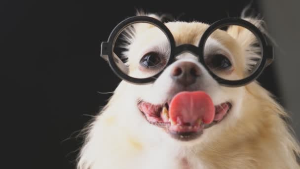 Cute smart long brown hair chihuahua with black glasses nerd stylish dark blackground — Stock Video