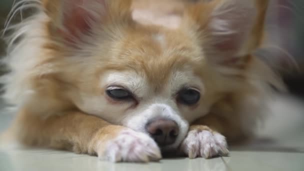 Unalmas barna chihuahua kutya kiskutya várja tulajdonos sétálni vele a parkba — Stock videók