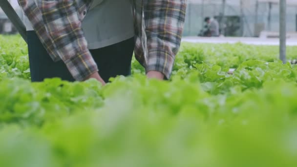 4K yavaş el bilgisayarı akıllı Asyalı erkek sahibi küçük işletme yeşil ev hidroponik kontrol edilebilir çiftlik çiftlik çiftlik içinde salata için bir bitki kasası tutuyor. — Stok video