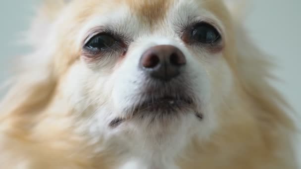 Brun vänlig chihuahua hund närbild vit vägg bakgrund — Stockvideo