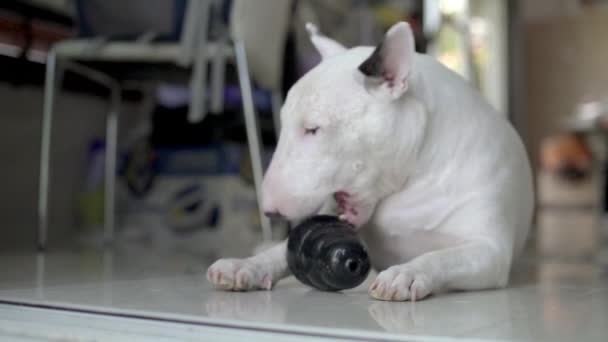 Slow motion tyr terrier spille og slappe af i huset – Stock-video
