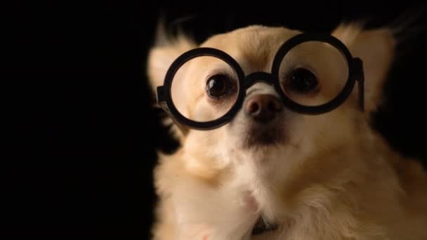 Cute brown chihuahua with black glasses nerd stylish dark blackground — Stock Video