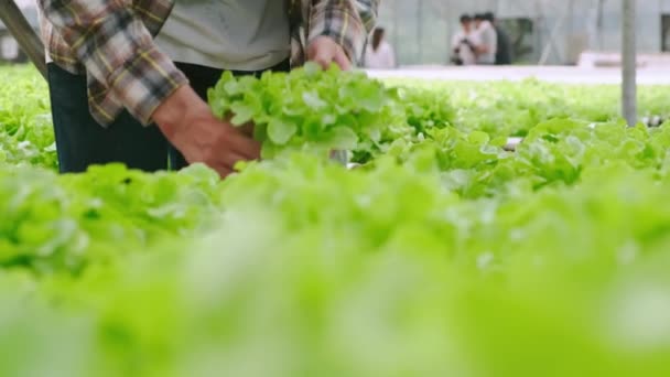4k slow handheld smart asian male owner small business green house hydroponic vetgetable farm holding a plant crate for salad in farm — Stock video