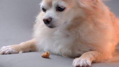Şirin kahverengi Chihuahua köpeği kanepeye uzanıp abur cubur yiyor. Evde kal konsepti.