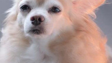 Şirin kahverengi Chihuahua köpeği kanepeye uzanıp tembellik ediyor. Evde kalma konsepti.