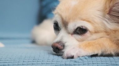 Uykulu, yorgun, sevimli, kahverengi renkli bir chihuahua köpeği. Kanepede rahatla.
