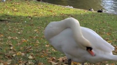 Beyaz aile sabah göl kenarında kuğu ve bahçe ormanı arka planda güzel sabah güneşi ve sonbahar ışıltısı ile