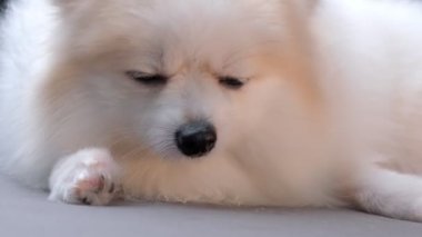 Tatlı beyaz tüylü Pomeranian köpeği kanepeye uzanmış, abur cubur yiyor. Evde kalma konsepti.