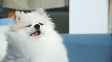 Şirin beyaz pomeranian mutluluğu gevşe, kanepede vantilatörden esen rüzgarı çal.