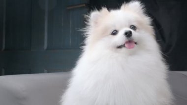 Şirin, beyaz tüylü Pomeranian köpeği koltukta oturup tembelce kameraya bakarak evde kalma konseptini izliyor.