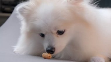 Tatlı beyaz tüylü Pomeranian köpeği kanepeye uzanmış, abur cubur yiyor. Evde kalma konsepti.