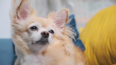 Uykulu, yorgun, sevimli, kahverengi renkli bir chihuahua köpeği. Kanepede rahatla.
