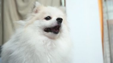 Şirin huysuz beyaz köpek yavrusu Pomeranian kabuğu Kanepe oturma odasında yemek için yüksek sesle bağırıyor