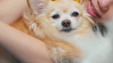 kahverengi renkli chihuahua köpeği kıskanç ve bölgeye değer veren ve kanepenin sahibi