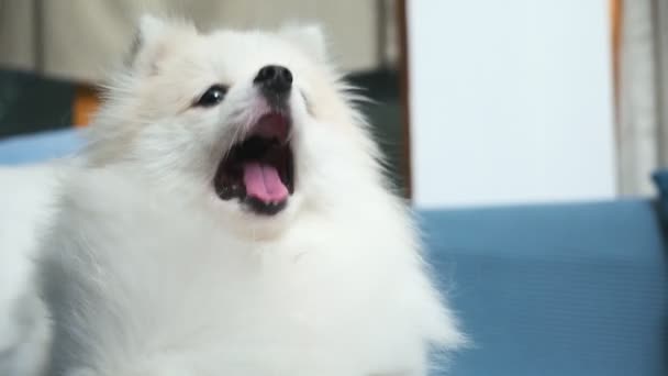 Lindo color blanco pomerania felicidad relajarse jugar viento golpe de ventilador en sofá sala de estar — Vídeos de Stock