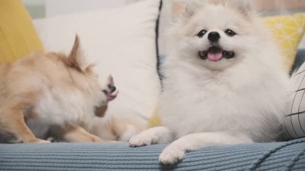 Chihuahua ve pomeranian köpekleri kanepedeki kanepede tatlı ve agresif bir şekilde oyun oynuyorlar. — Stok video
