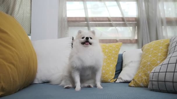 작은 흰 포메라니안 개가 재미있게 노는 4k 필름 소파 거실에서 편안하게 쉬는 모습 — 비디오