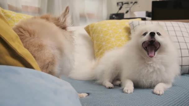 Chihuahua and pomeranian cute dogs playing bite together with freshess and aggressive on sofa couch living room funny animal home — Stock Video