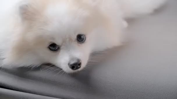 Mignon blanc fourrure cheveux poméranien chien couché paresseux sur canapé rester concept maison — Video