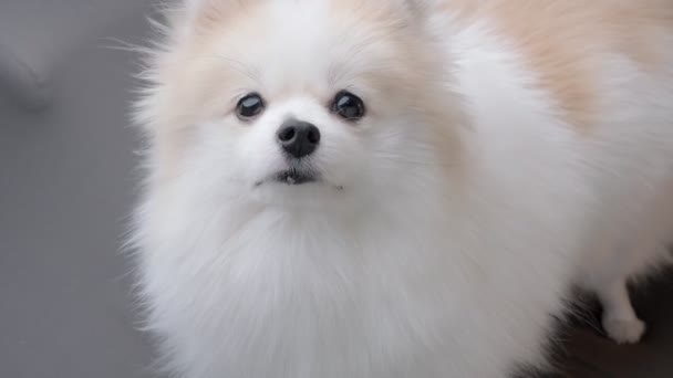 Schattig mooi wit bont haar pomeranian hond zitten ontspannen lui op bank op zoek naar camera blijf thuis concept — Stockvideo