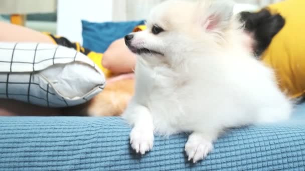 Cute white color pomeranian happiness relax play wind blow from fan on sofa living room — Stock Video