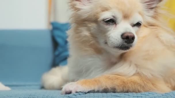 Sleepy tired boring cute brown color chihuahua dog relax on sofa home living room — Stock Video