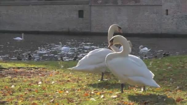 Familia blanca cisne cerca del lago en la mañana y el jardín nbackground bosque con hermosa luz del sol de la mañana y la llamarada temporada de otoño — Vídeo de stock