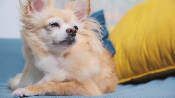 Sonolento cansado chato bonito marrom cor chihuahua cão relaxar no sofá casa sala de estar — Vídeo de Stock