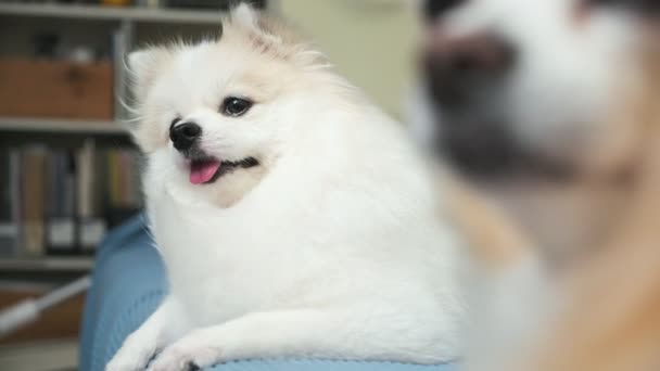 Cute white color pomeranian happiness relax play wind blow from fan on sofa living room — Stock Video