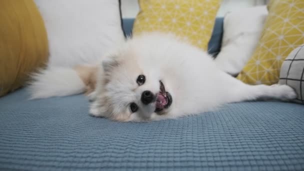 작은 흰 포메라니안 개가 재미있게 노는 4k 필름 소파 거실에서 편안하게 쉬는 모습 — 비디오