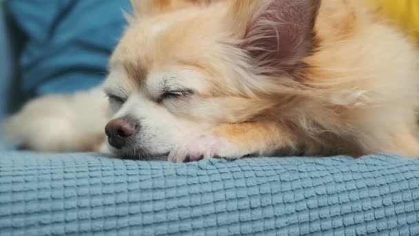 Sueño cansado aburrido lindo color marrón chihuahua perro relajarse en el sofá casa sala de estar — Vídeo de stock