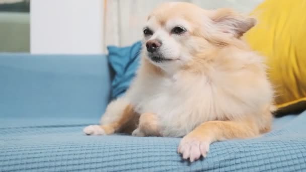 Sueño cansado aburrido lindo color marrón chihuahua perro relajarse en el sofá casa sala de estar — Vídeo de stock