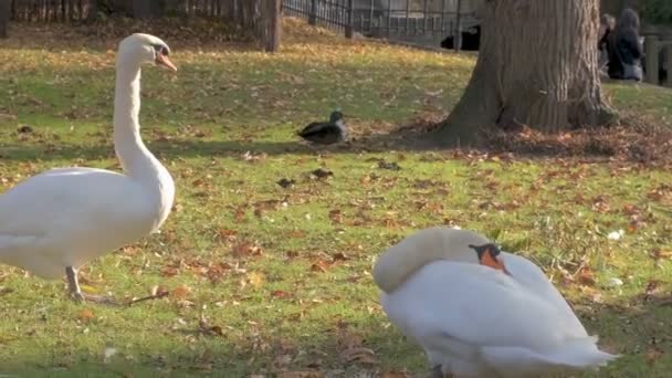 Beyaz aile sabah göl kenarında kuğu ve bahçe ormanı arka planda güzel sabah güneşi ve sonbahar ışıltısı ile — Stok video