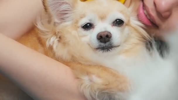 Brown color chihuahua dog jealous and Cherish the area and owner on sofa couch — Stock Video