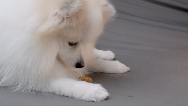 Schattig wit fut haar pomeranian hond liggend lui neer op bank met eten traktatie snack verblijf thuis concept — Stockvideo
