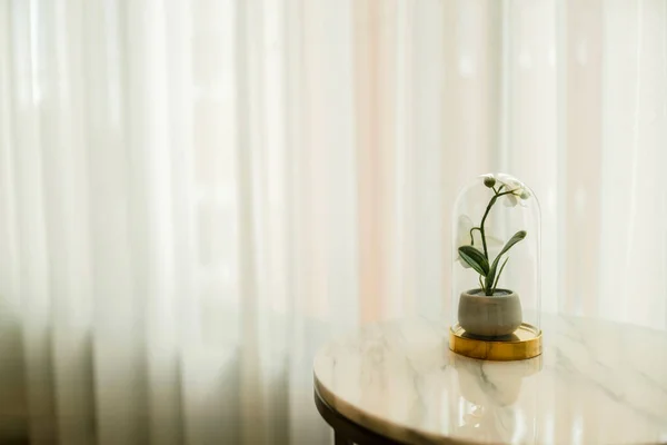 Szemüveg Váza Virág Háttér Fehér Áttetsző Puszta Függöny Otthon Belsőépítészeti — Stock Fotó