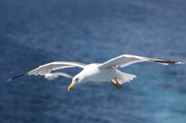Seagull Flying over Sea clipart